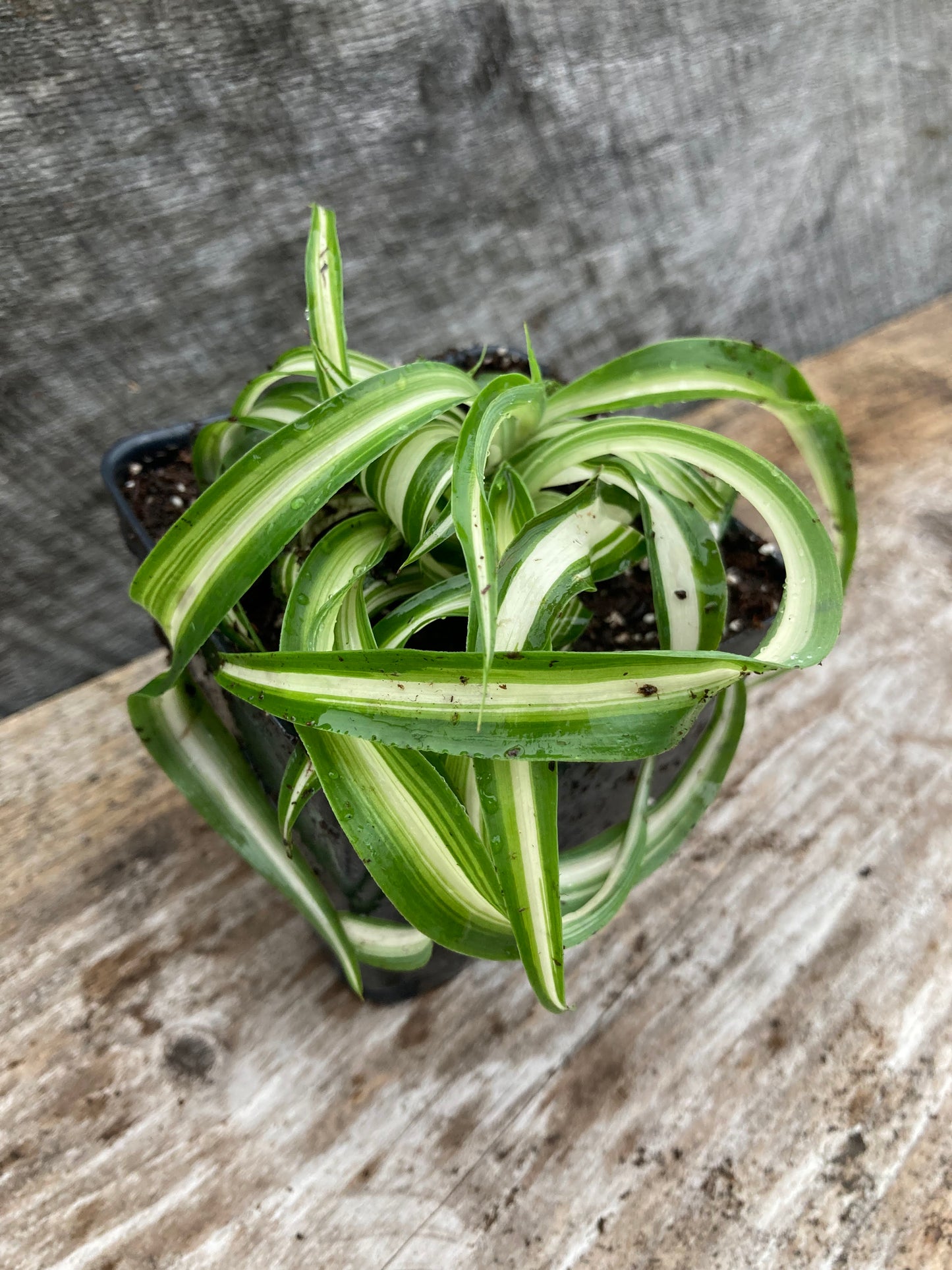 Chlorophytum comosum 'variegatum', Variegated spider plant