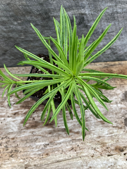 Peperomia ferreyrae 'Green Bean', Peperomia