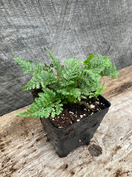 Humata-tyernamii, White Rabbit Foot Fern