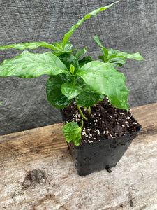 Coffea arabica, Coffee Plant