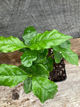 Load image into Gallery viewer, Coffea arabica, Coffee Plant
