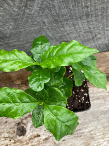 Coffea arabica, Coffee Plant