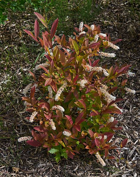Itea virginica, Virginia sweetspire