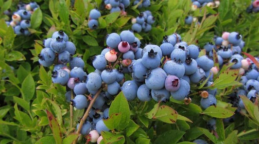 Vaccinium angustifolium, Lowbush blueberry