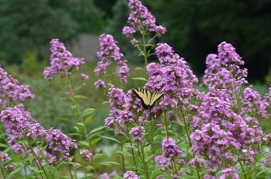 Phlox paniculata, Garden Phlox