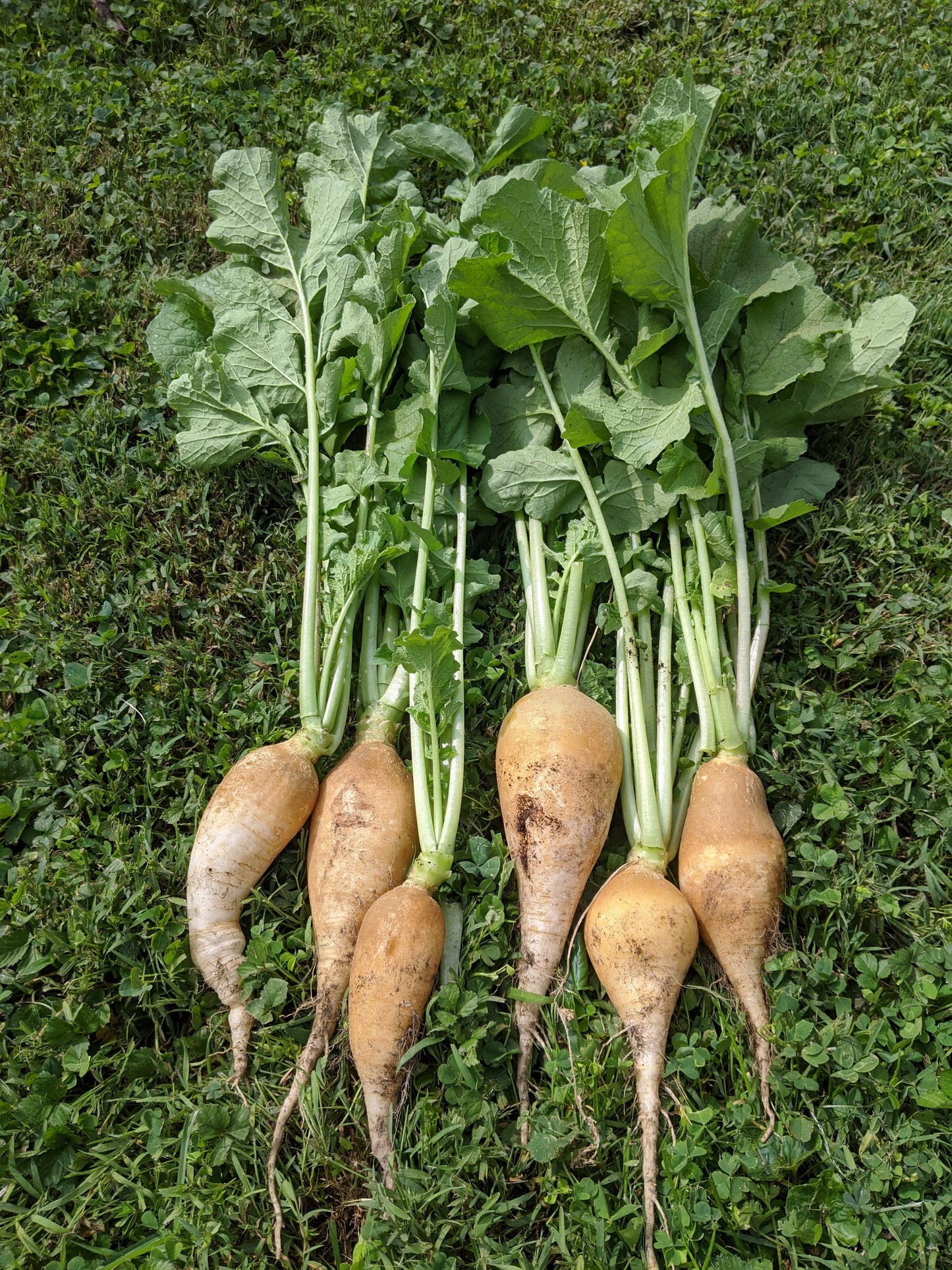 Raphinus sativus, Yellow Carrot-shaped Radish