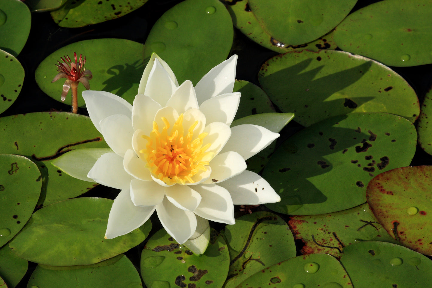Nymphaea odorata, Fragrant Water-lily