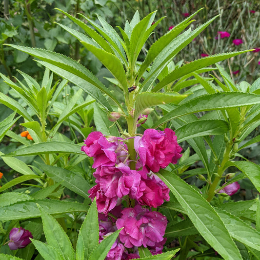 Impatiens balsamina, Balsam Impatiens