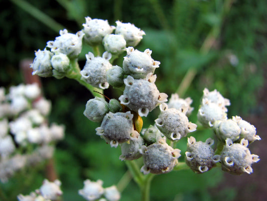 Parthenium integrifolium, Wild quinine