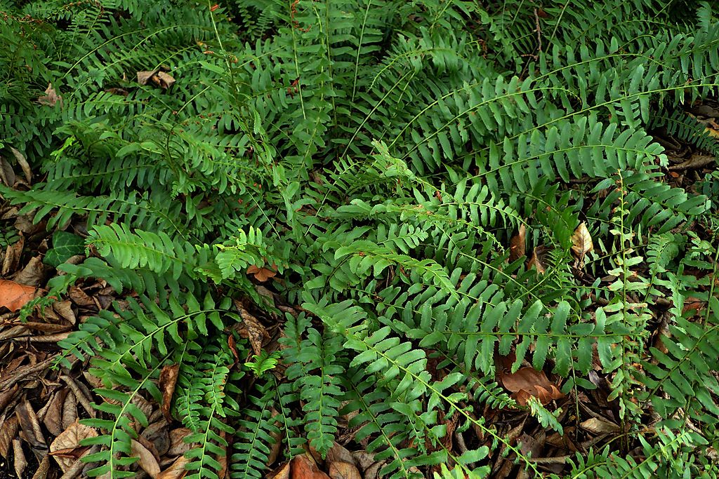 Polysticum acrostichoides, Christmas Fern