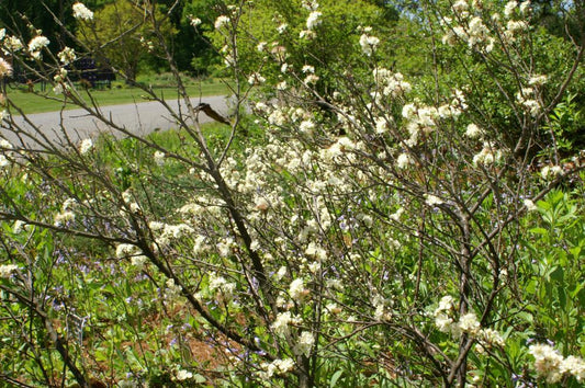 Prunus maritima, Beach plum