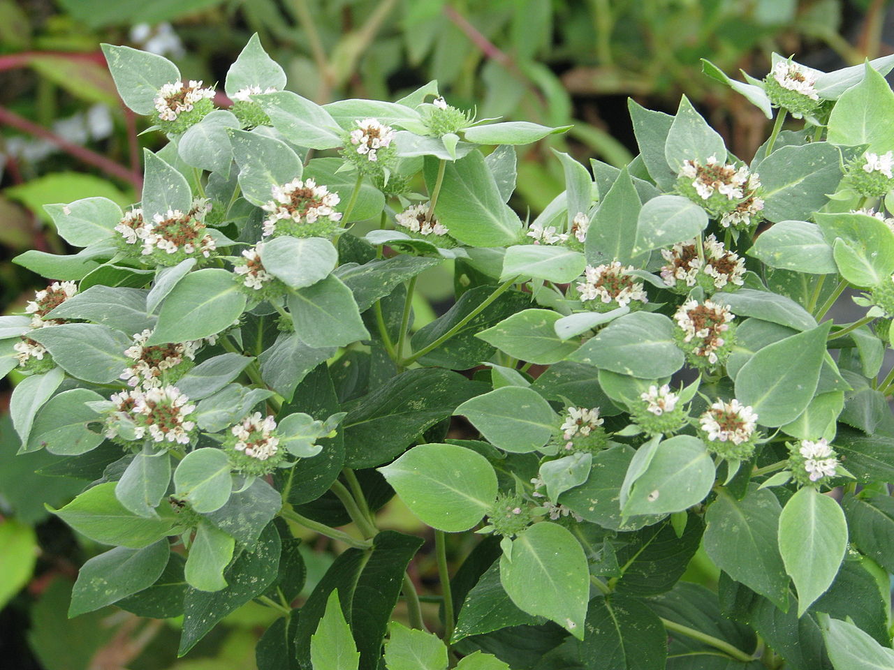 Pycnanthemum muticum, Mountain Mint