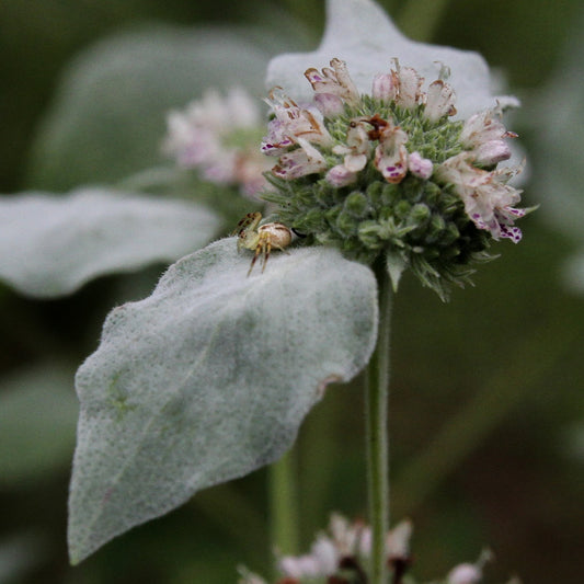 Pycnanthemum muticum, Mountain Mint