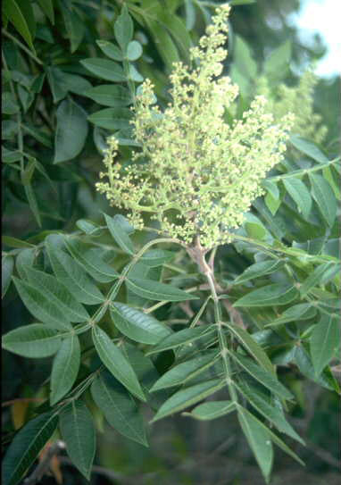 Rhus copallinum, Shining sumac