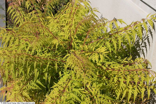 Rhus typhina 'Tiger Eyes', Staghorn Sumac