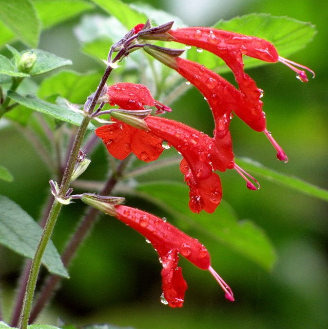 Salvia coccinea, Scarlet Sage