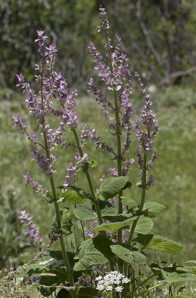 Salvia sclarea, Clary Sage [SEEDS]