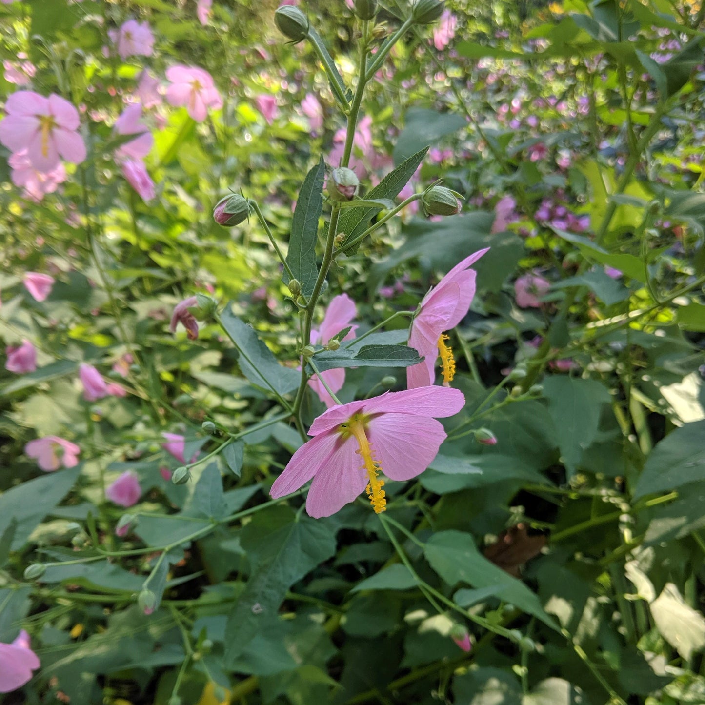 Kosteletzkya virginica, Seashore Mallow