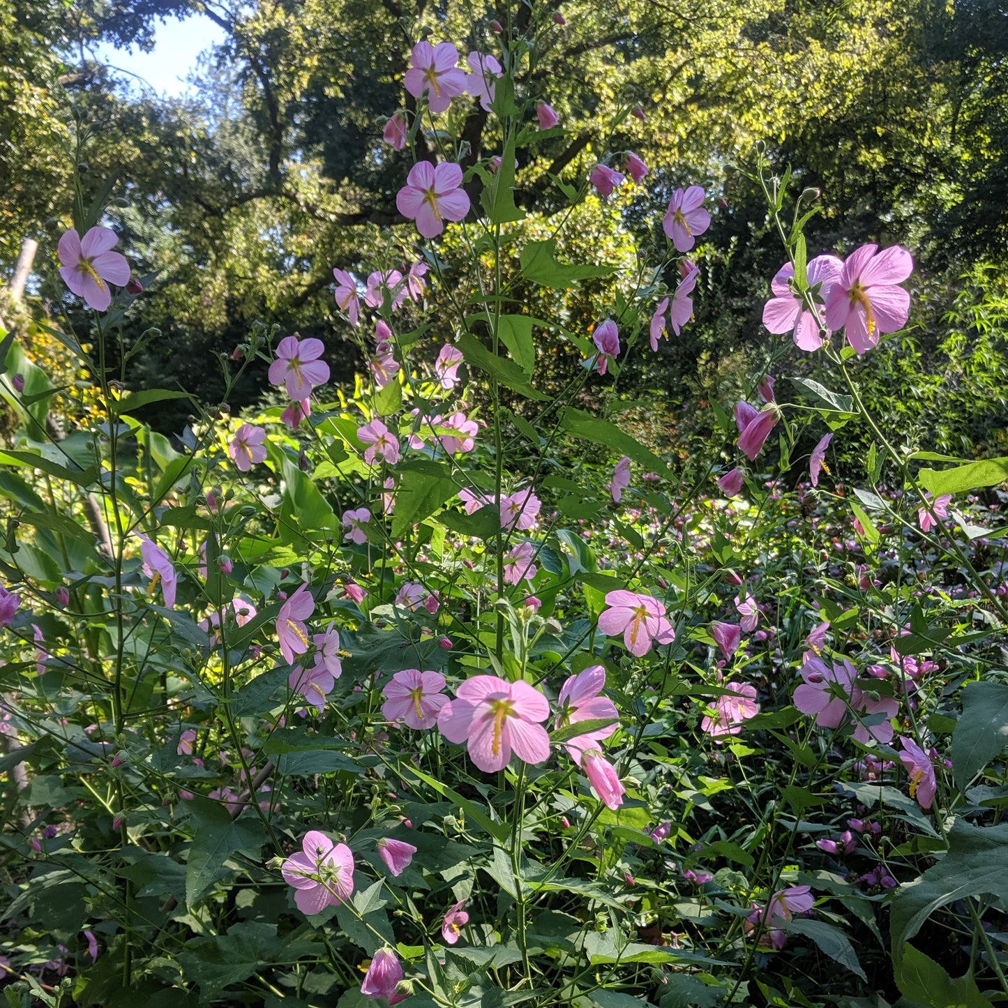 Kosteletzkya virginica, Seashore Mallow