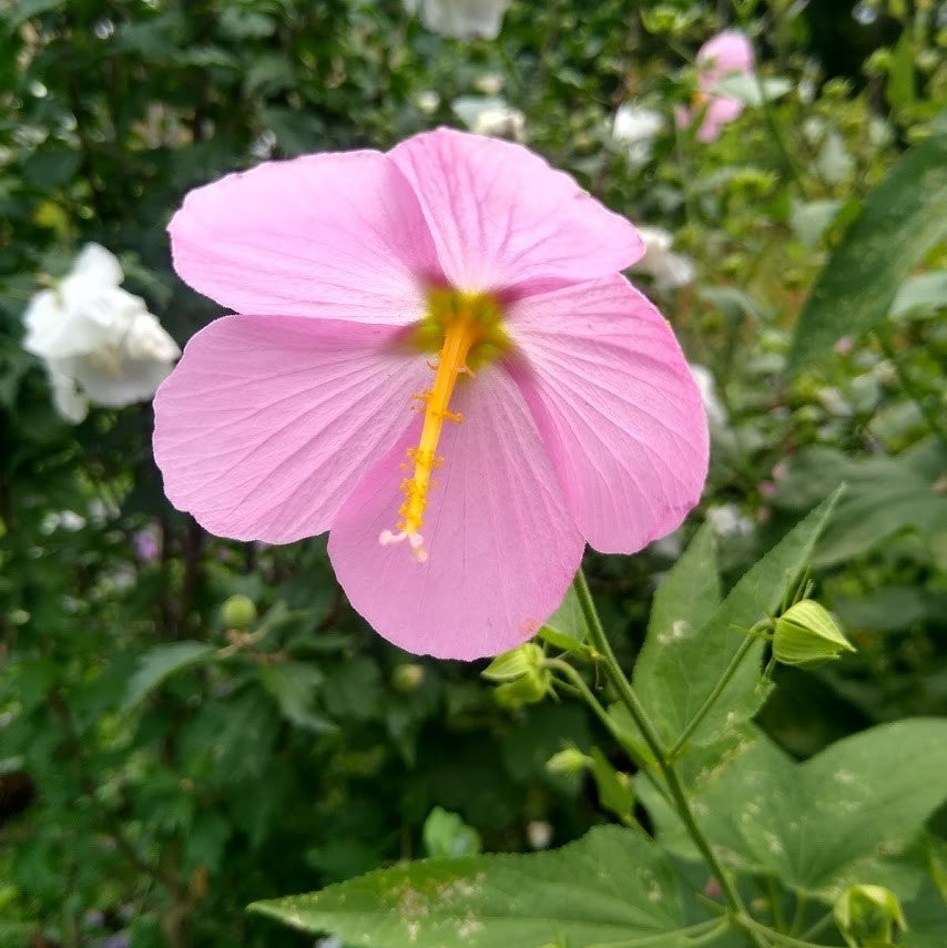 Kosteletzkya virginica, Seashore Mallow