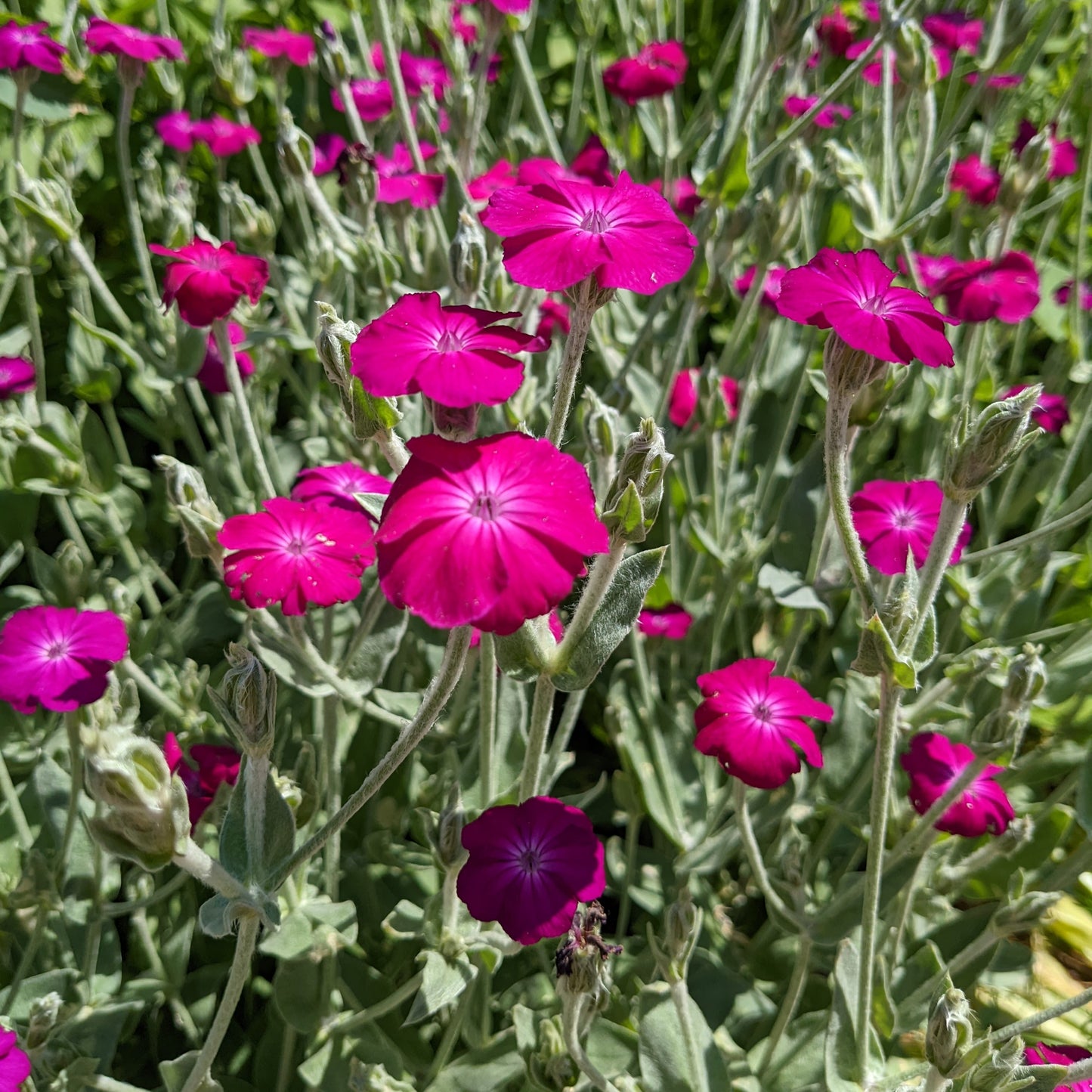 Silene coronaria, Rose Campion