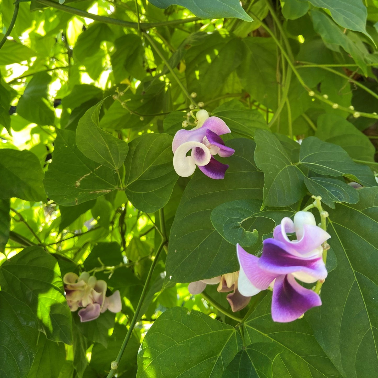 Cochliasanthus caracalla, Snail Bean Vine [SEEDS]