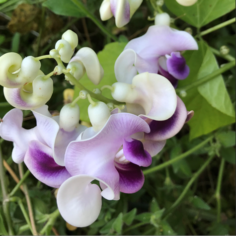 Cochliasanthus caracalla, Snail Bean Vine [SEEDS]