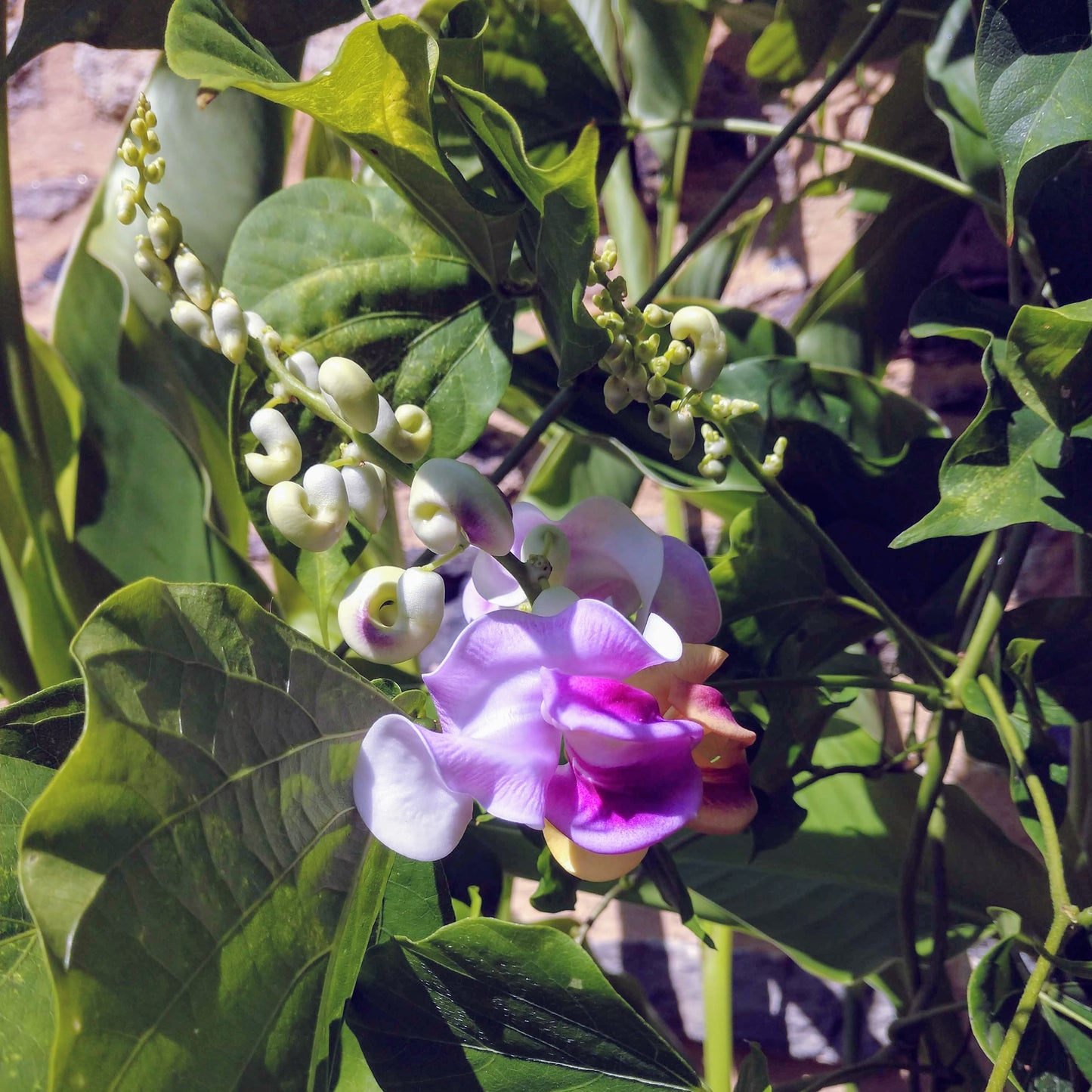 Cochliasanthus caracalla, Snail Bean Vine [SEEDS]