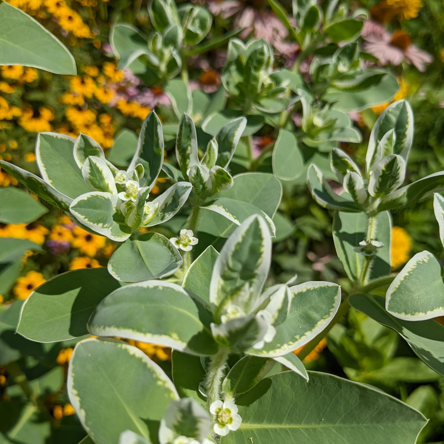 Euphorbia marginata, snow on the mountain [SEEDS]