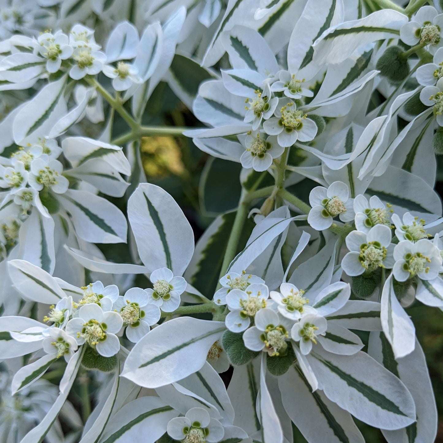 Euphorbia marginata, snow on the mountain [SEEDS]