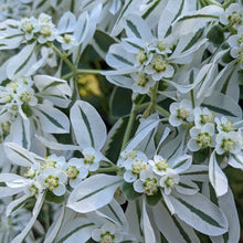 Load image into Gallery viewer, Euphorbia marginata, Snow On The Mountain [SEEDS]
