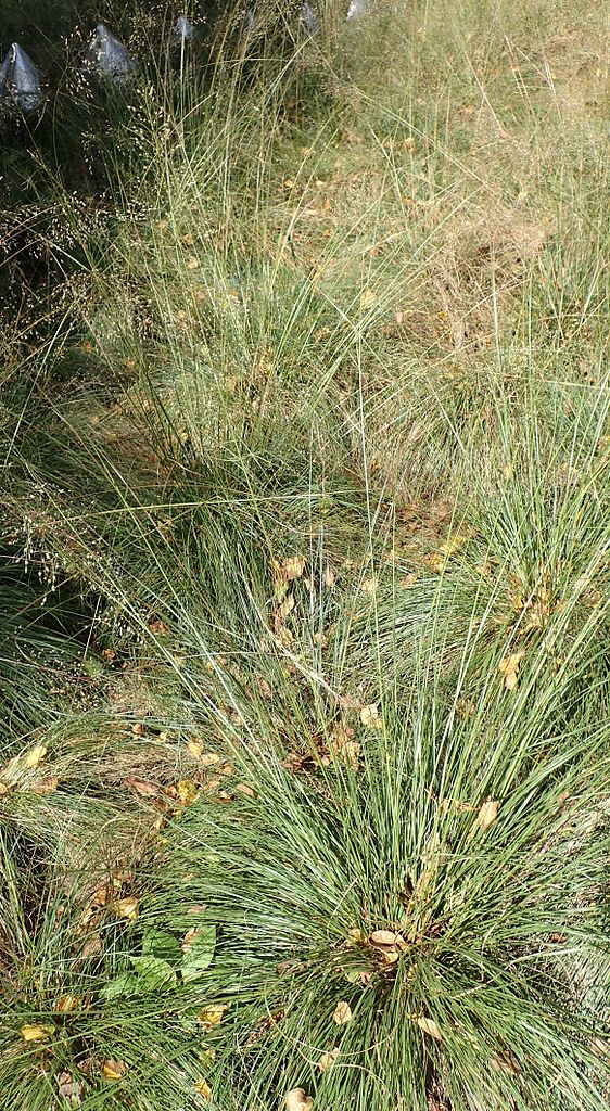 Sporobolus heterolepsis, Prairie Dropseed