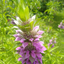 Load image into Gallery viewer, Monarda punctata, Spotted Bee Balm [Seeds]
