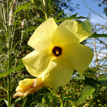 Load image into Gallery viewer, Abelmoschus manihot, Sunset Hibiscus
