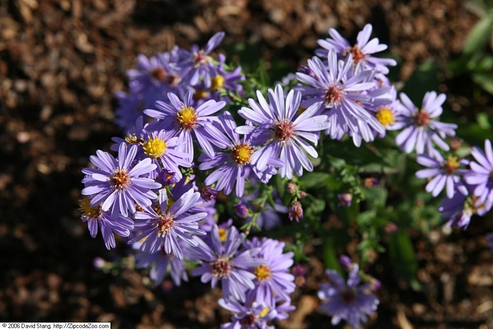 Aster laeve, Smooth Aster