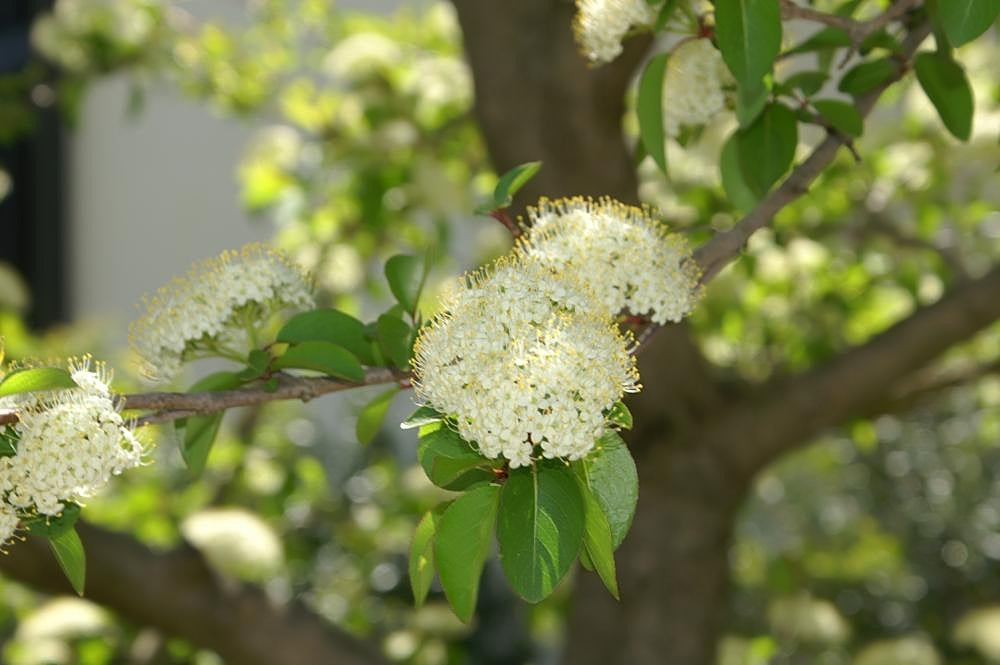 Viburnum prunifolium, Black haw