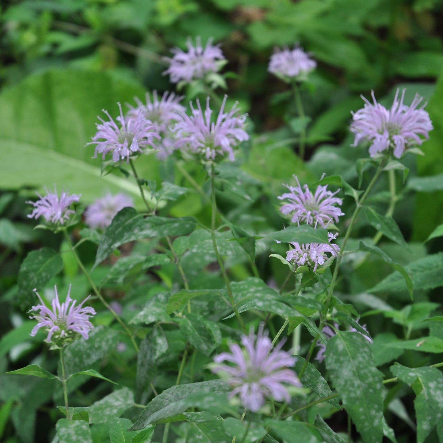 Monarda fistulosa, Wild Bergamot