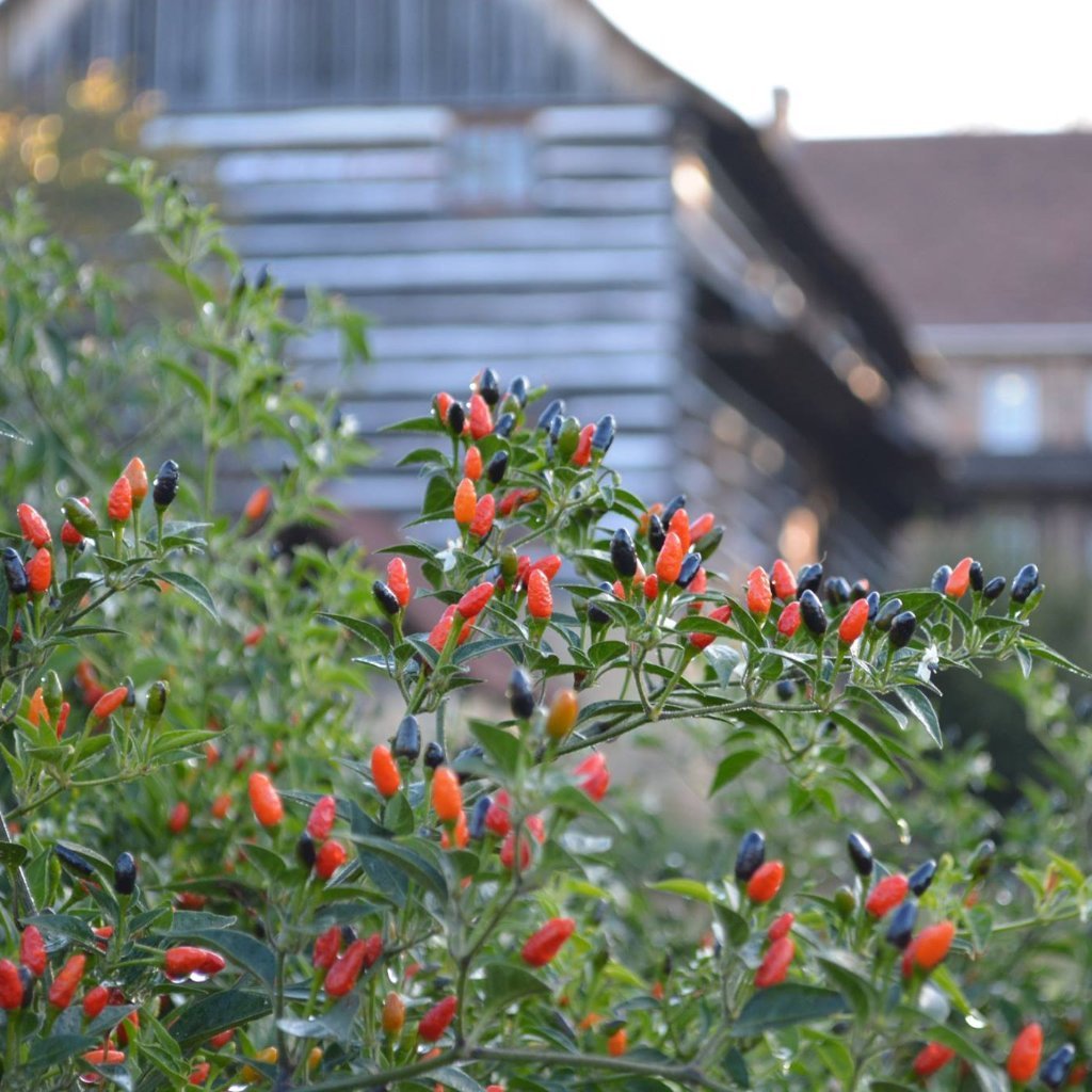 Capsicum annuum 'Willings Barbados', Willings Barbados Pepper [SEEDS]