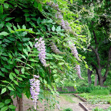 Load image into Gallery viewer, Wisteria frutescens, American Wisteria
