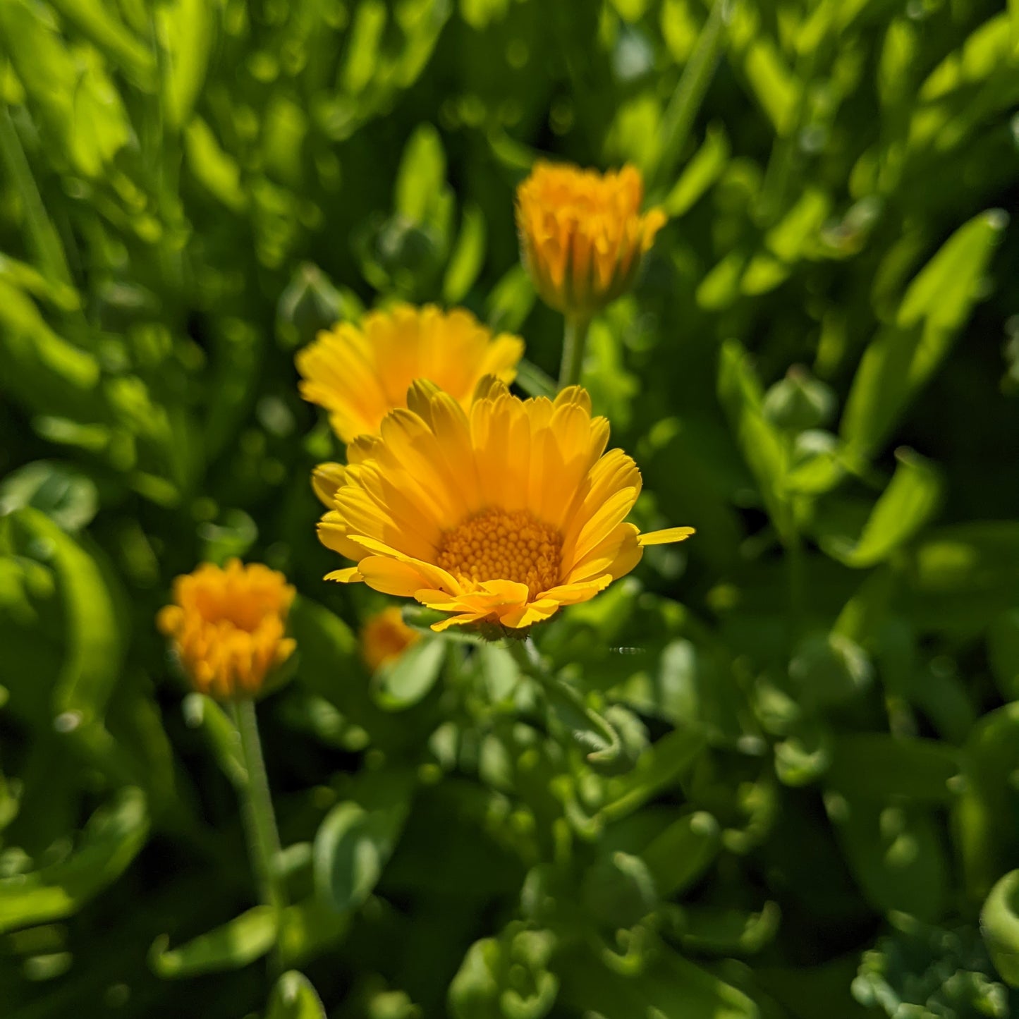 Calendula officinlis, Yellow Calendula