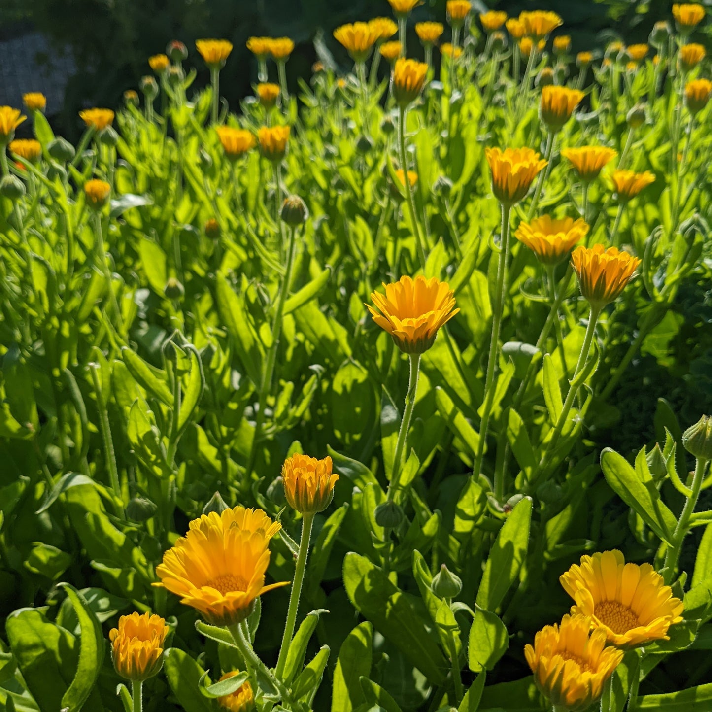 Calendula officinlis, Yellow Calendula