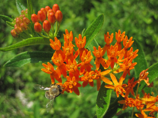 Asclepias tuberosa, Butterfly weed