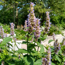 Load image into Gallery viewer, Agastache foeniculum, Anise Hyssop [SEEDS]
