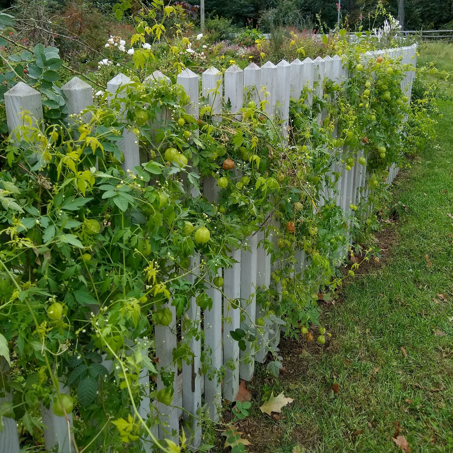 Cardiospermum halicacabum, Balloon Vine