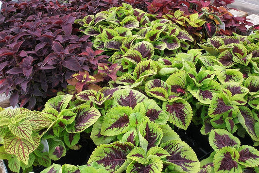 Plectranthus scutellaroides, coleus