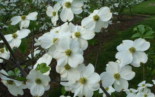 Cornus florida 'Appalachian Snow', flowering dogwood