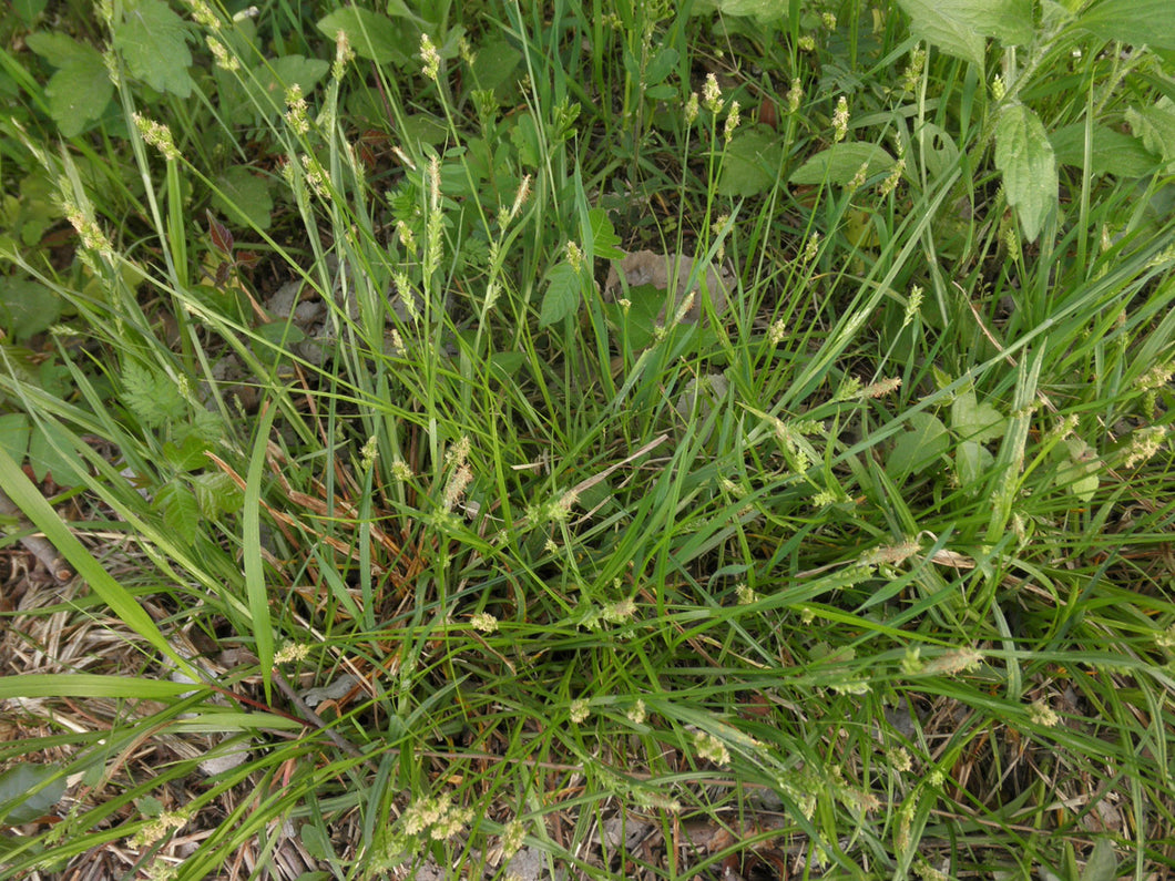 Carex leavenworthii, Lawn Sedge