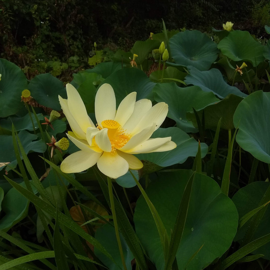 Nelumbo lutea, American Lotus
