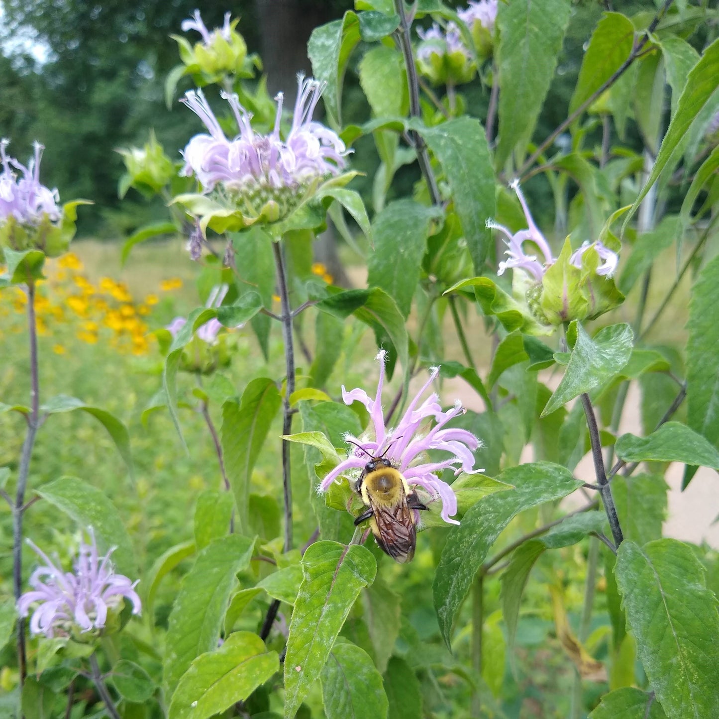 Monarda fistulosa, Wild Bergamot