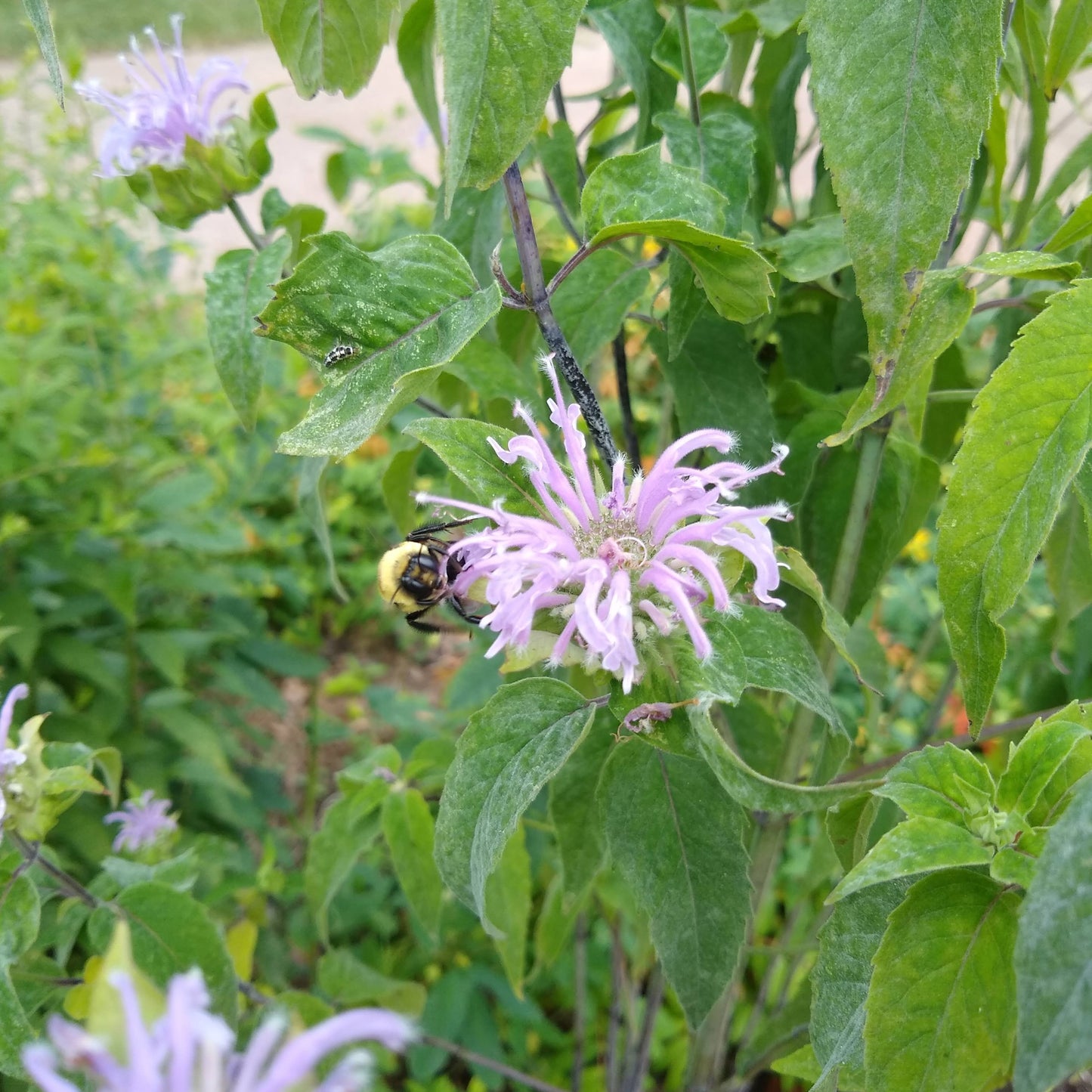 Monarda fistulosa, Wild Bergamot